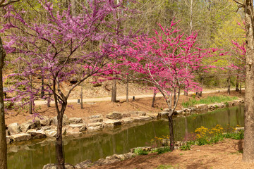 Redbud tree blooming in the spring season