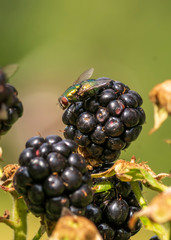 blackberries on a bush