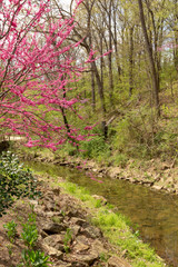 Fototapeta premium Redbud tree blooming in the spring season