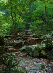 三頭山の山道