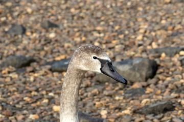 Höckerschwan jung