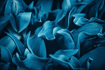Cyan blue background abstract flora natural from flowers, macro photo