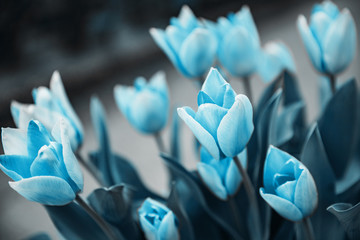 Blue tulips in flower market. Natural background © Parilov