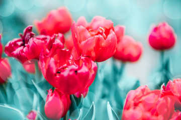 Red tulips in flower market. Natural background