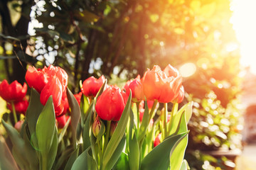 Red yellow tulips in flower market. Natural background