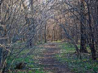 sunlight in the Park in spring, Moscow.