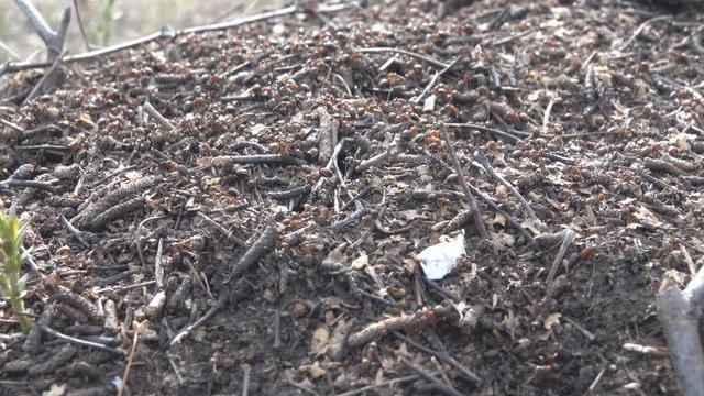 Red forest ants actively rebuild the anthill on a Sunny day, This is a new anthill ( parent stock) based on the departed female ( queen ant), budding new anthill, rapid work