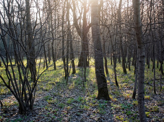 Obraz premium sunlight in the Park in spring, Moscow.