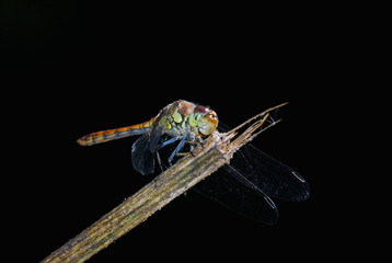 Libellula