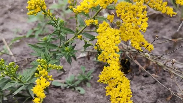 bumblebee collects nectar from a yellow flower close up