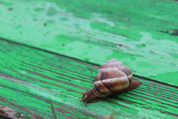 snail on a green, wooden background