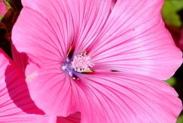 Fiore rosa