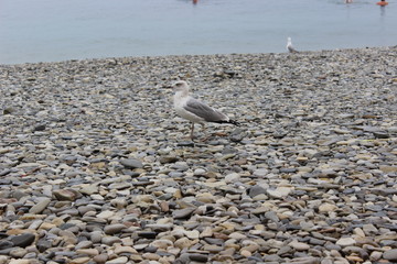 seagull on the beach