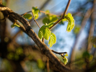 the sun shines through the young hazel leaf in spring, Moscow.