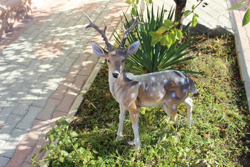 fallow deer in the forest