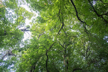Fototapeta premium Green leaves, branches against blue sky