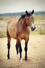 Obraz na płótnie Canvas Sports horse of dun color with an asterisk on his forehead