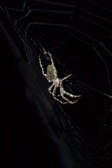 spider on the web