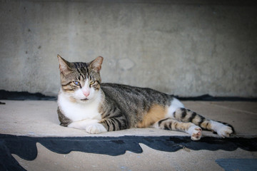 Obraz premium healthy cat under a bridge miles from a house