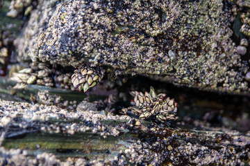 Percebes