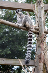 Ring-tailed Lemur on the Tree