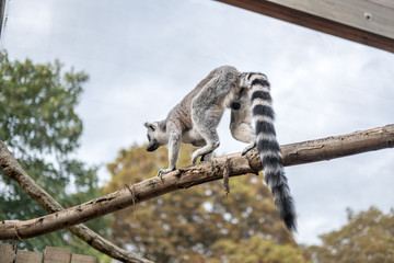 Ring-tailed Lemur on the Tree