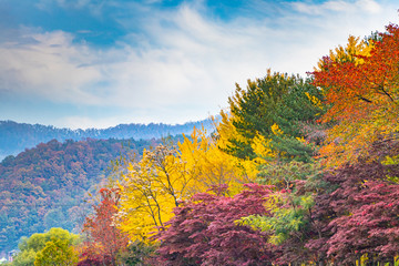 Panele Szklane  Jesień na wyspie Nami w Korei Południowej