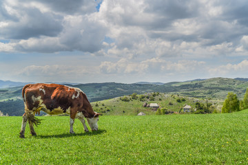 pasture grazing cow in grassy field 