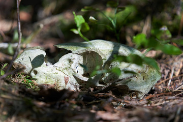 Deer skull laying in undergrowth on sunny afternoon in Western Finland