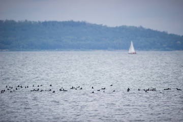 birds on the sea and rowing boat