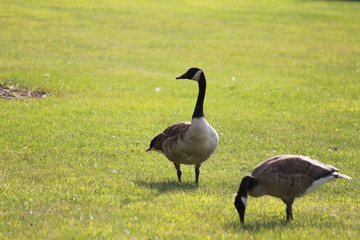 goose on grass