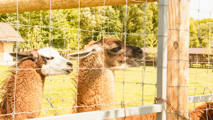 Llama at the zoo in summer, Impala, roe deer, deer, big animals, farm, hacienda, milk, travel,...