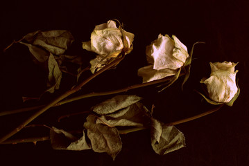 Wilted white roses on a dark background close up in retro style