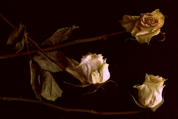 Wilted white roses on a dark background close up in retro style