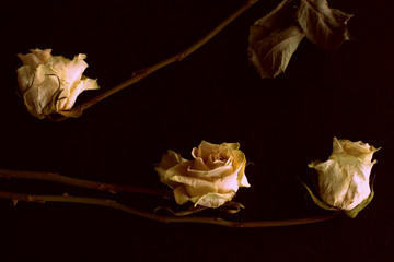 Wilted white roses on a dark background close up in retro style
