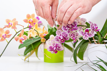 Orchids flowers in pot. Care of potted plants at home. Phalaenopsis. Orchidaceae.