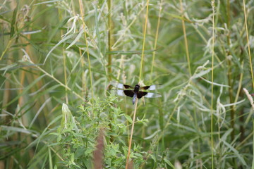 Black and blue dragonfly
