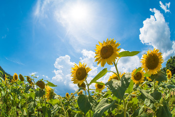 青空と太陽とひまわり