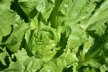 Salat grüner Endivien