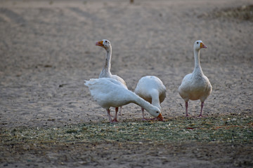 group of geese