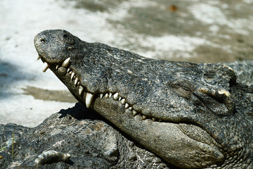 Krokodile in einer Krokodilfarm