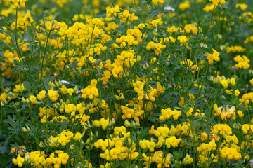 Yellow wildflowers on the meadow in the summer forest