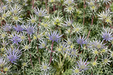 Sea Holly (Eryngium sp).