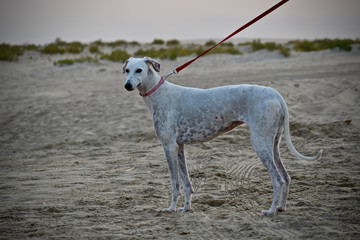 Fototapeta premium dog standing on desert