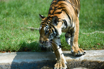 zwei junge Tiger in einem Tierpark in Asien