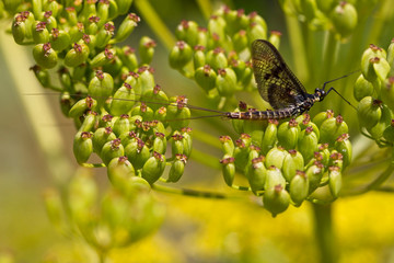 Mayfly, adult perched, Cambridge, England, UK.