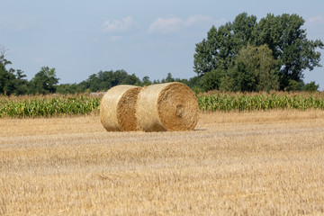 straw bales after harvest on field on sunny day in summer