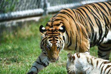 zwei junge Tiger in einem Tierpark in Asien