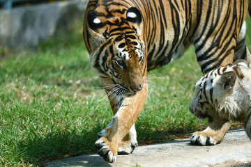 zwei junge Tiger in einem Tierpark in Asien