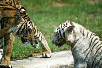 zwei junge Tiger in einem Tierpark in Asien